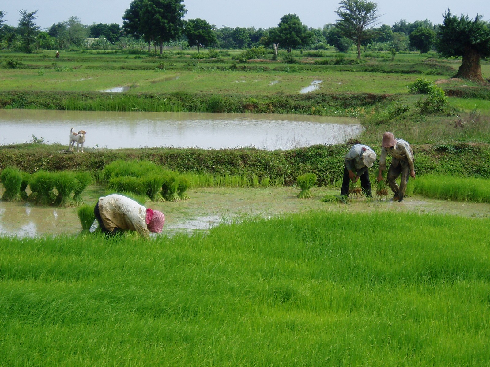Green fields 