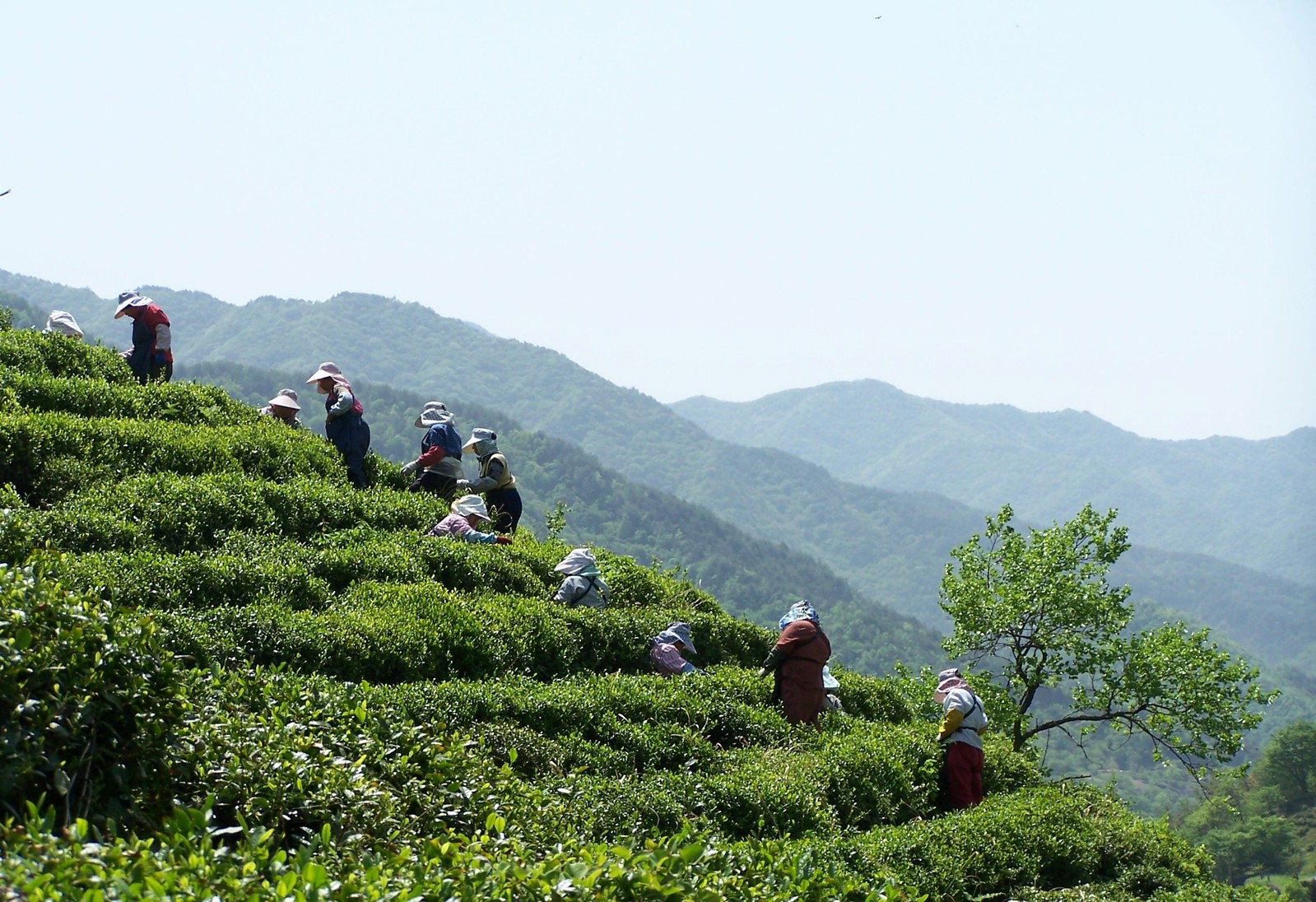 Photo of people in a field in Korea. 