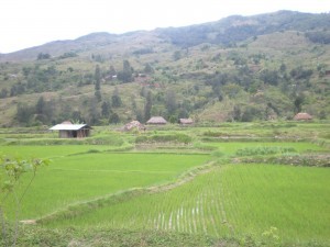 Field in Timor-Leste