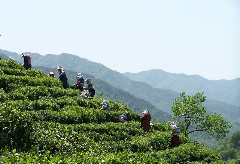 Terraced farming Korea