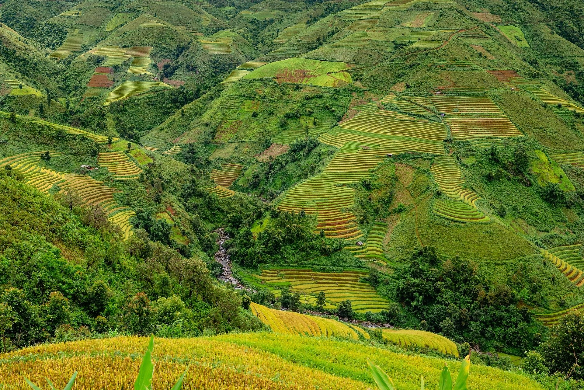 rice paddy field