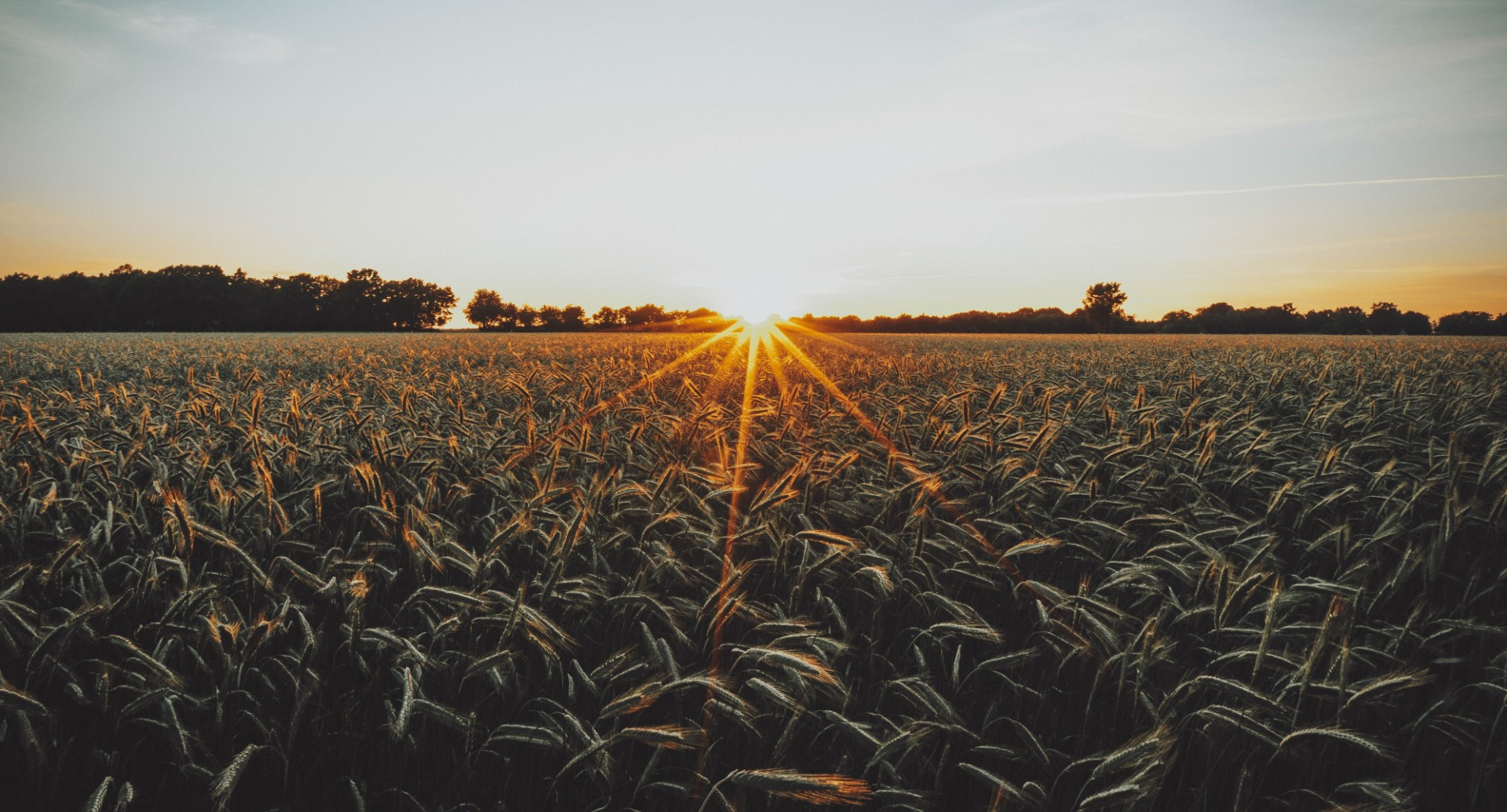field and sunset