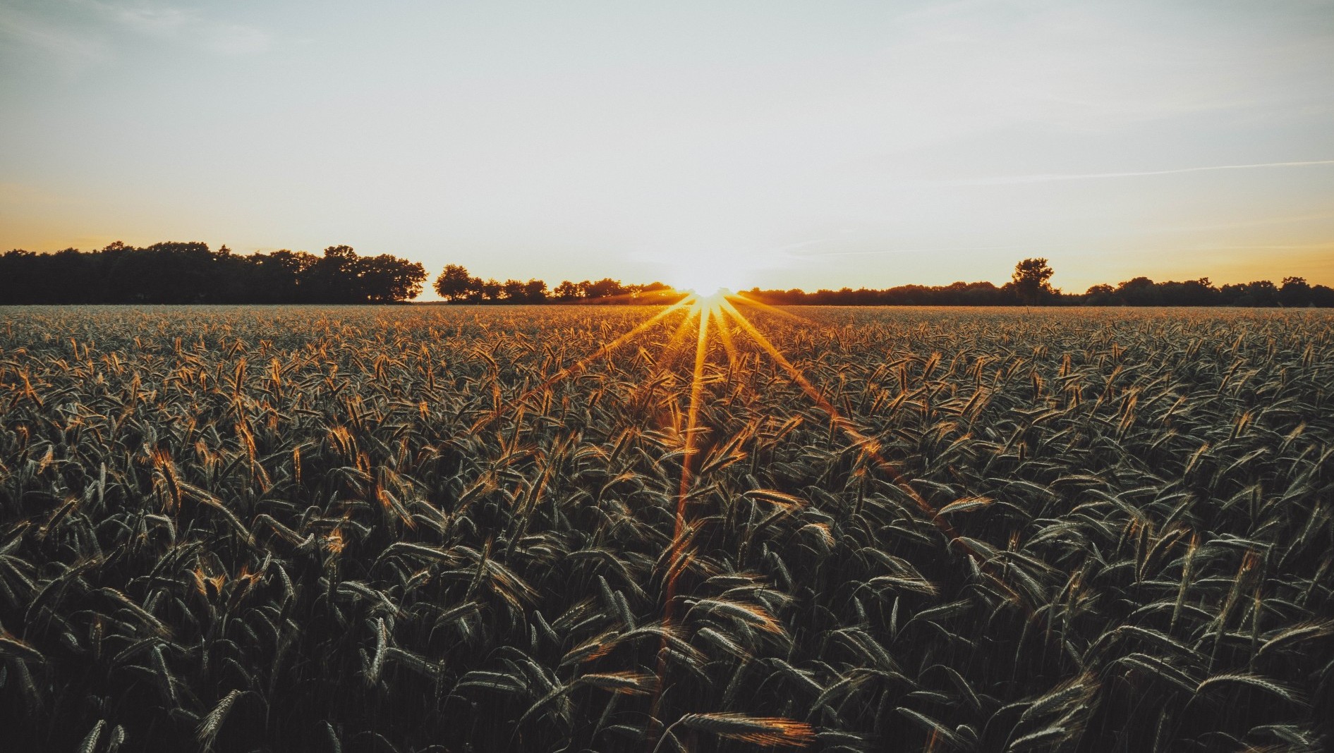field and sunset