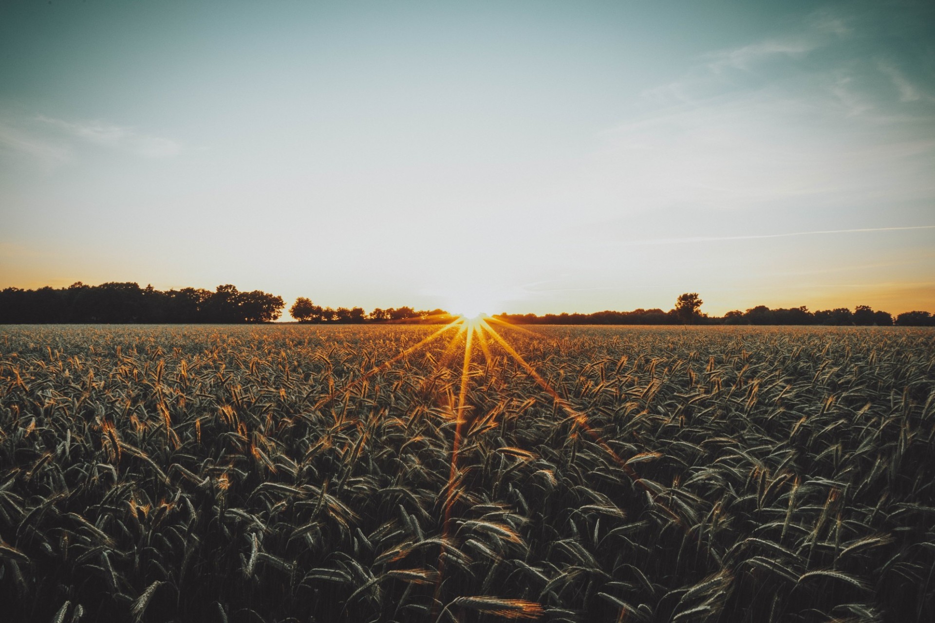 field and sunset