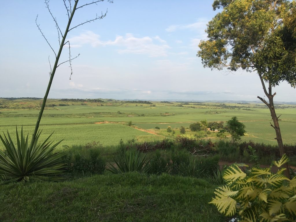 Sugar plantation fields