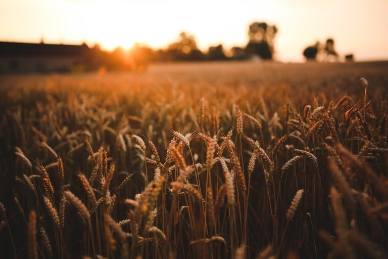 wheat field