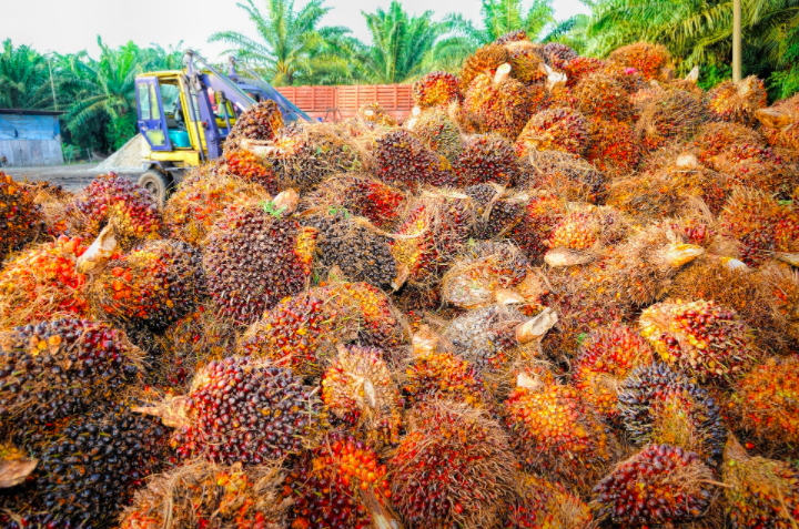 Image source: Pixabay (CCO Creative Commons) plants