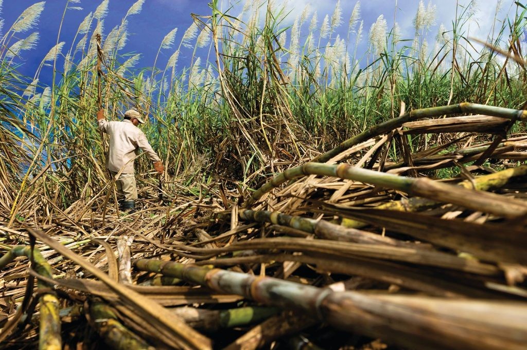 cane sugar