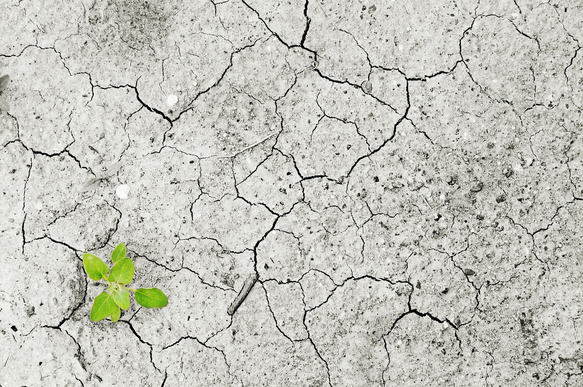 cracked pavement with plant