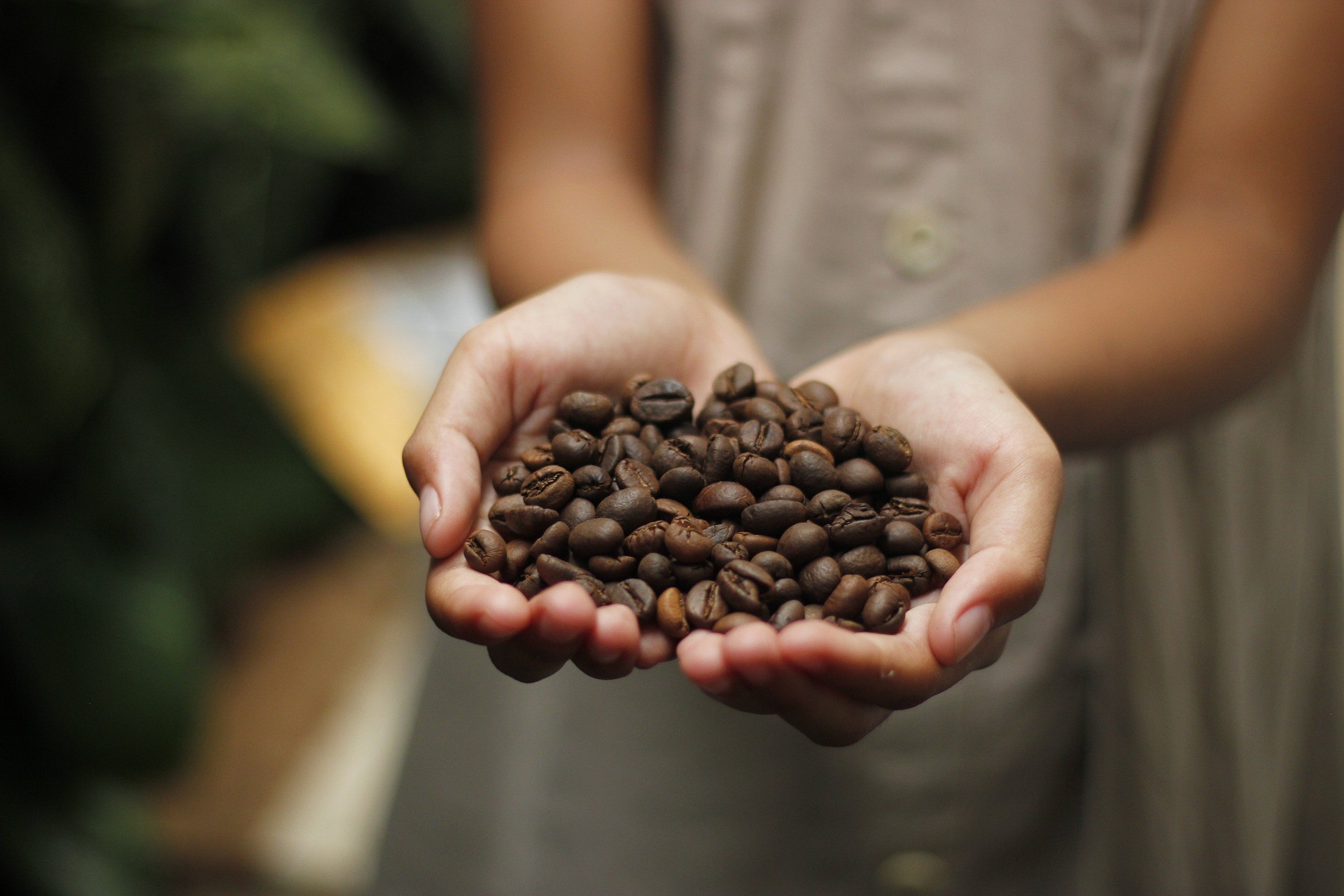 hand holding coffee beans