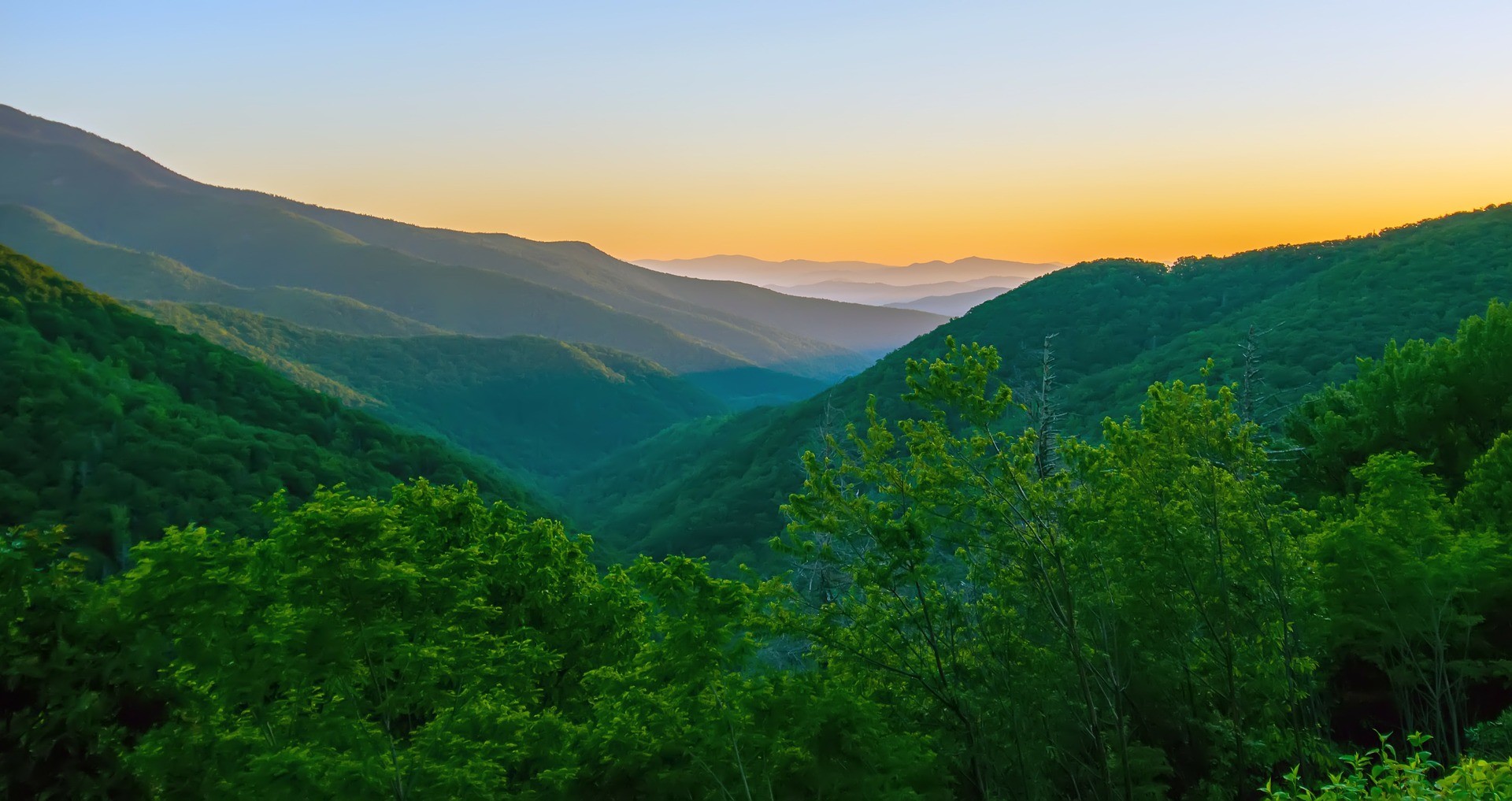 sunrise over trees