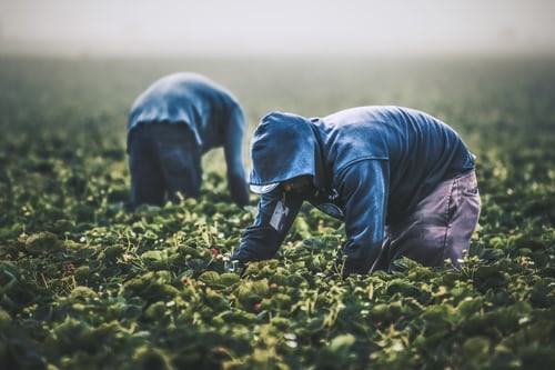 strawberry pickers