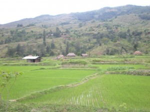 Field in Timor-Leste