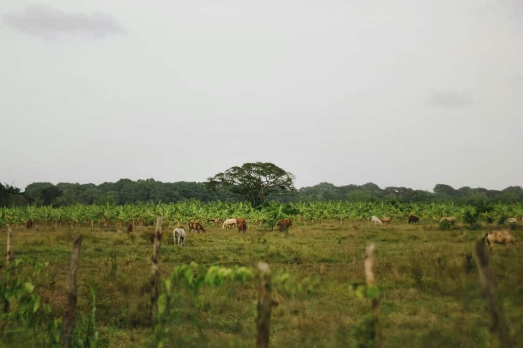 Advancing Land-based Investment Governance